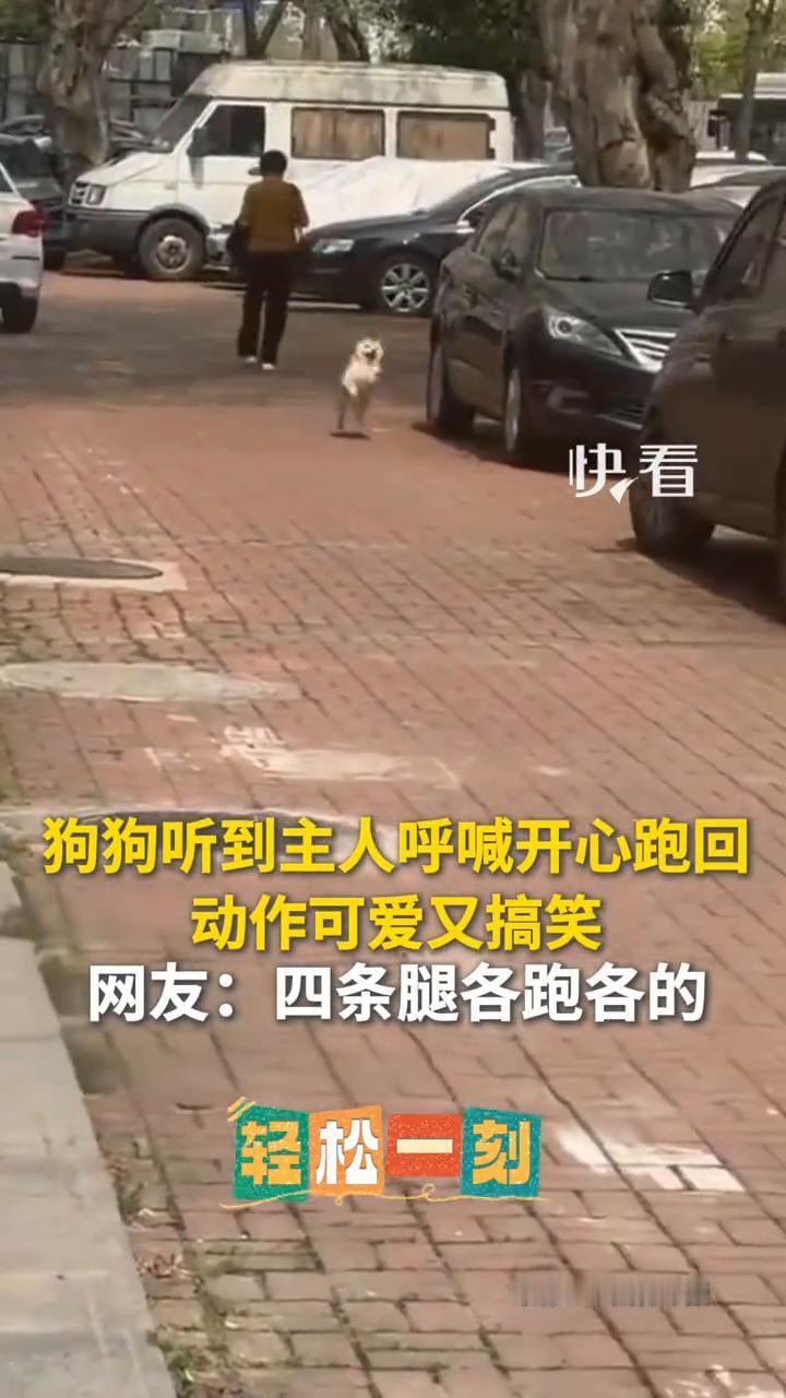 狗狗听到主人呼喊开心跑回，动作可爱又搞笑。
来源：中国青年报。
网友：四条腿各跑