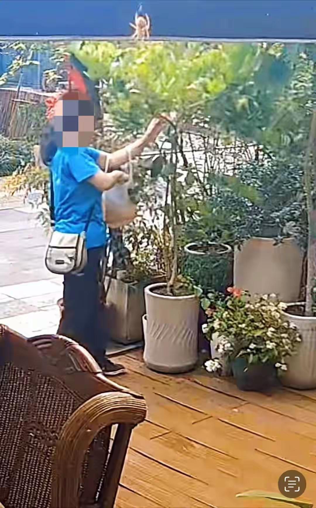成都，女子路过茶楼门口，瞧见盆里栽种的柠檬树已然结了果。她拨开枝叶，随手摘了五六