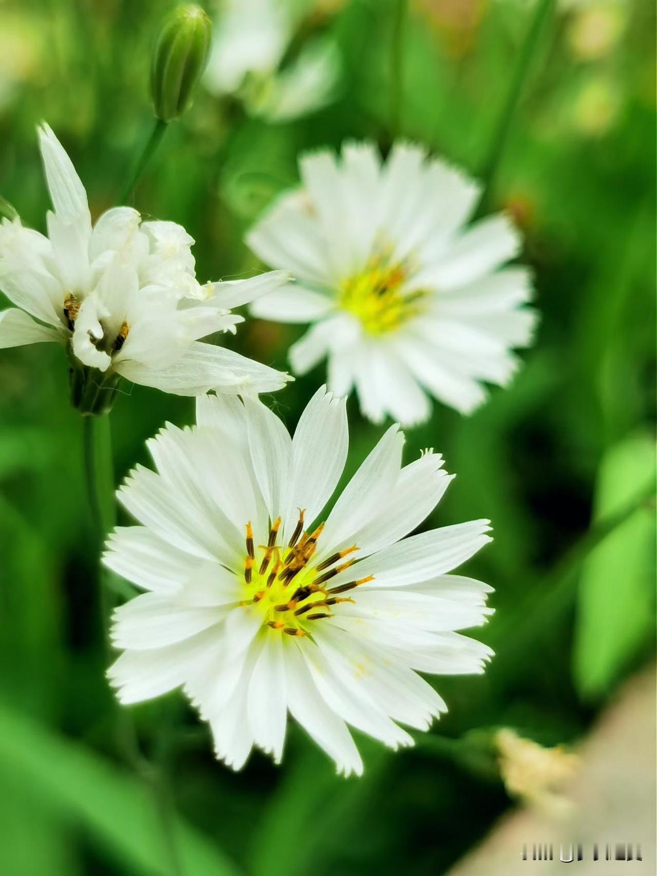 【小对联】
上：背叛；
下：……？