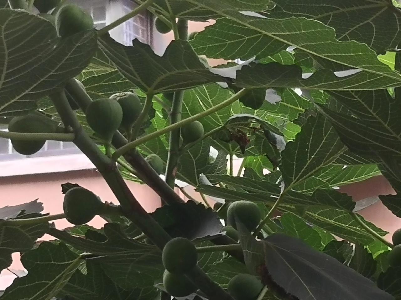 楼下一棵无花果树，前几年几乎不结果，本以为是品种之过，谁知去年无意中的修剪，令其