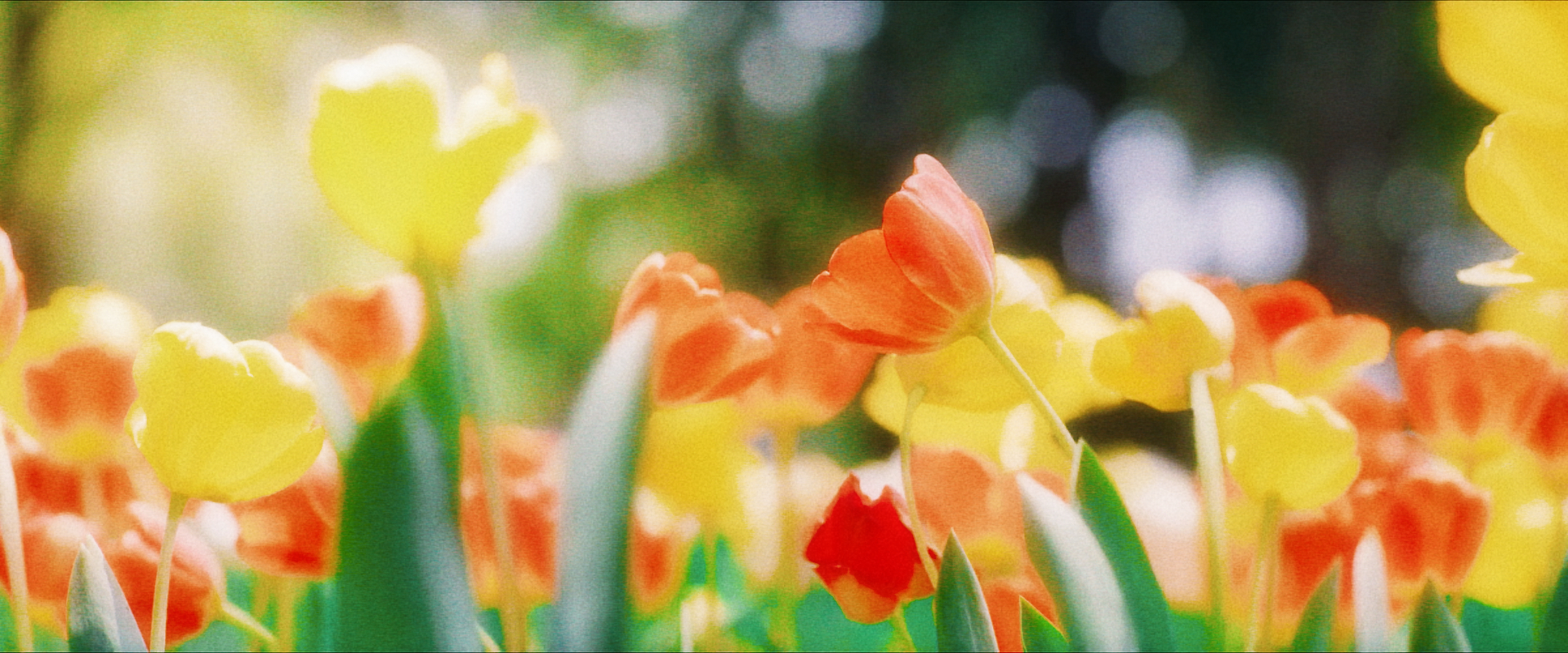 定情之花🌷电视剧爱你 ​​​