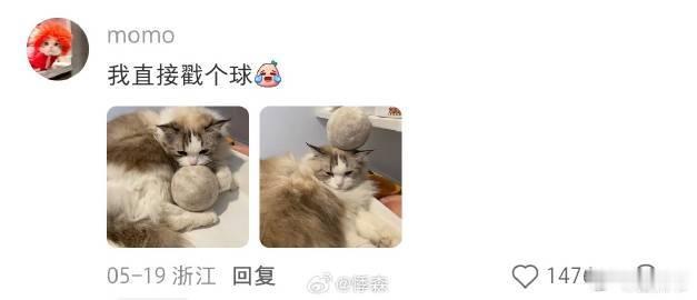 一下子跟掉毛的小猫和解了 原来猫毛还能这样利用，收集家里散落的猫毛做成拖鞋，实用