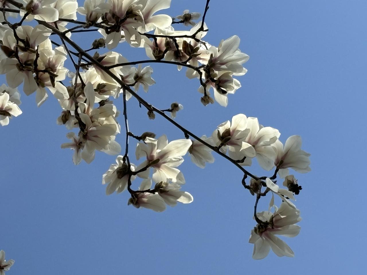 ✨人间三月，春风拂面，日子慢慢也温柔✨
风已经有了春天的味道，不用赶时间，不用忙