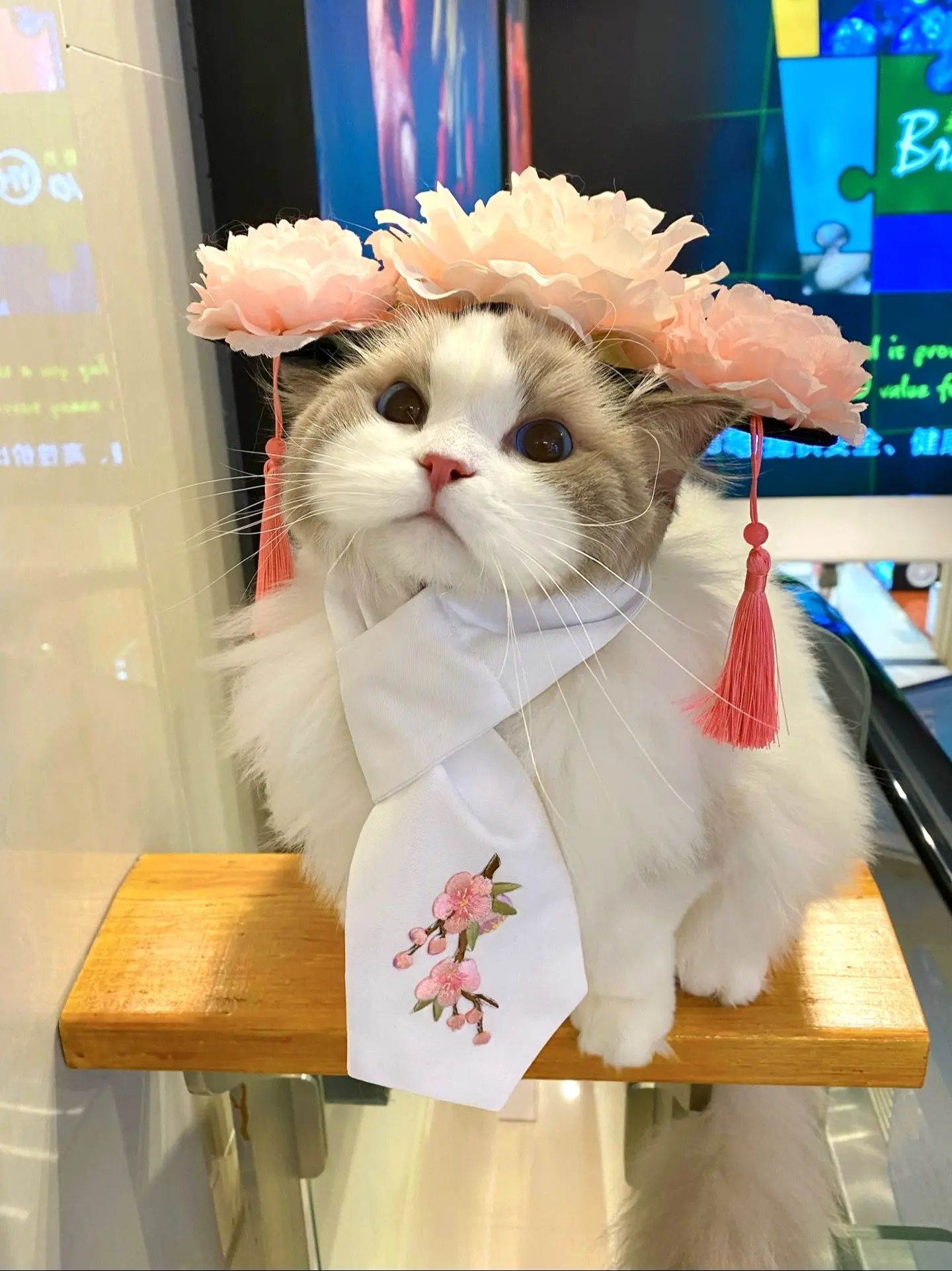 去猫咖打工被老板退了回来。