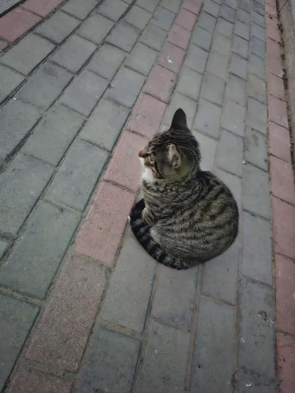 学校里的猫猫在等他的校外朋友小橘！​​​