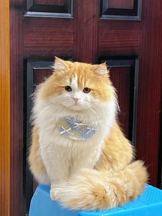 好标准的一只橘猫