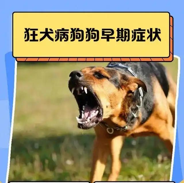 狂犬病人数呈现显著增长趋势。

根据百度资料：截至2026年5月15日的公开资料