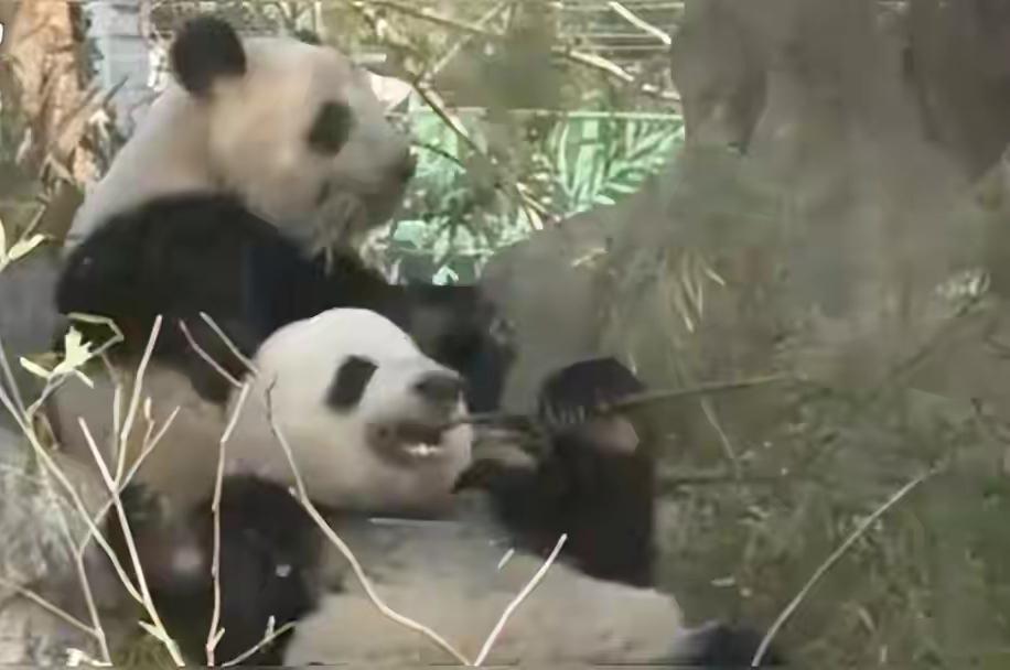 ​日本群众遇到了前所未有的遗憾，这时候在日本已经出现了非常少见的现象，日本从今后