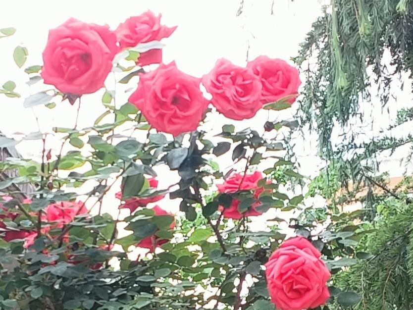 那日小区月季盛放，满目芳华。刹那间抛却俗世烦忧，静静独享这份岁月安然。一花一景皆