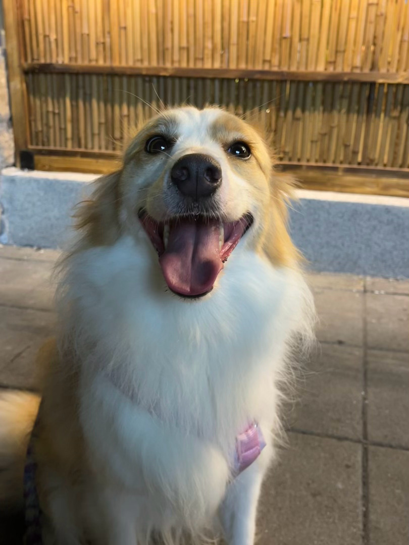 可爱鬼也是鬼么千岁日记 ​​​