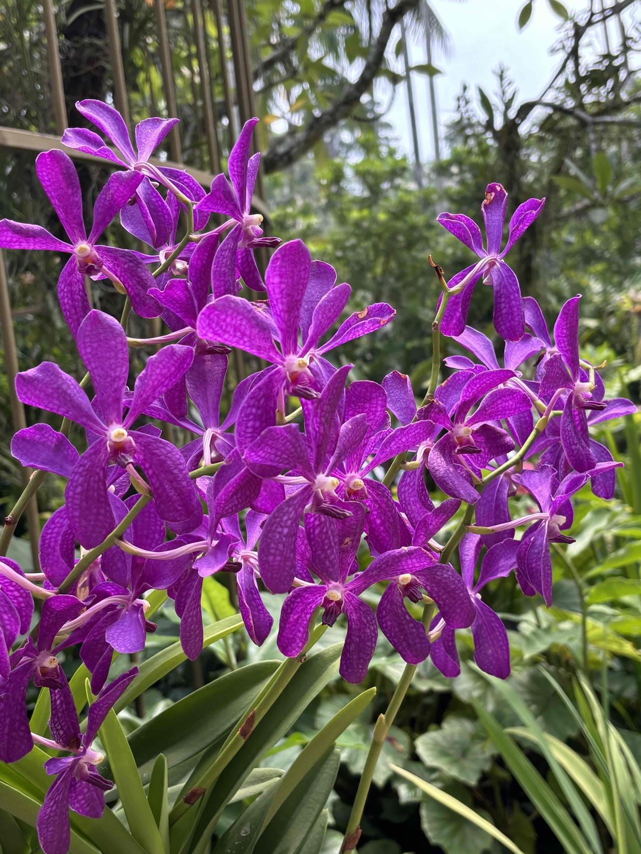 赤道上的兰花……