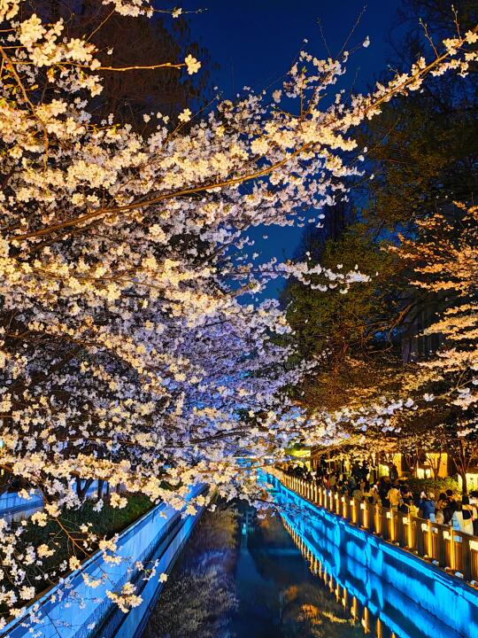 南京花情实况播报｜邂逅珍珠河最美夜樱