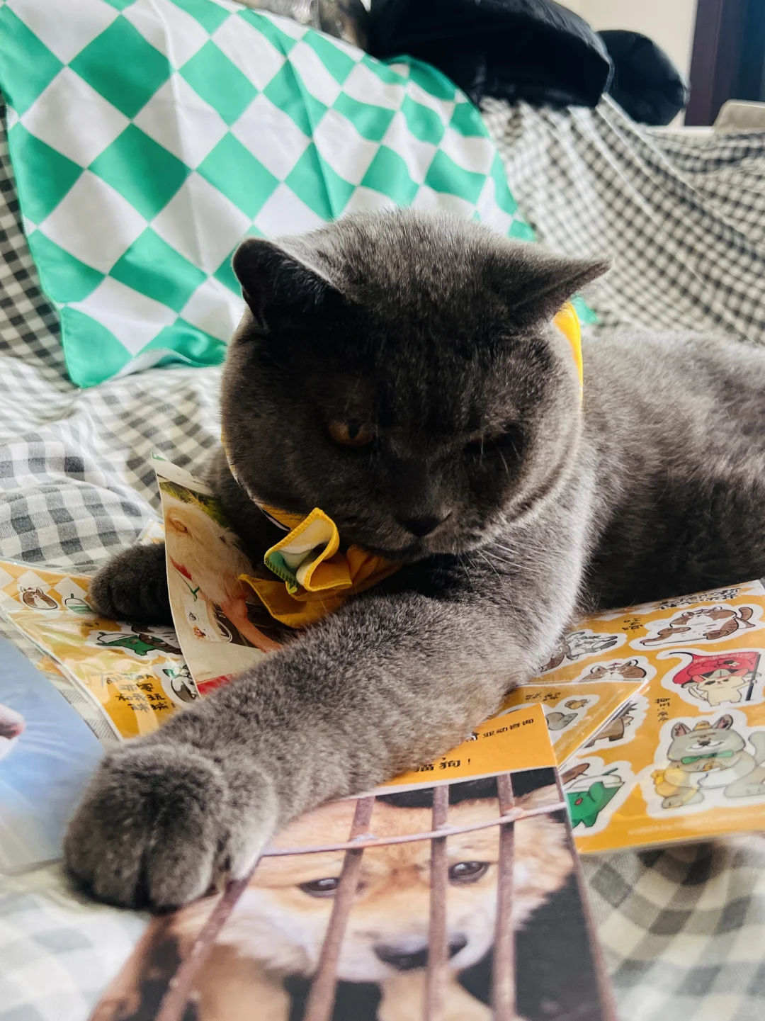 喝🥤捐宠物粮❗️流浪动物🐈‍⬛我也喂了🥳