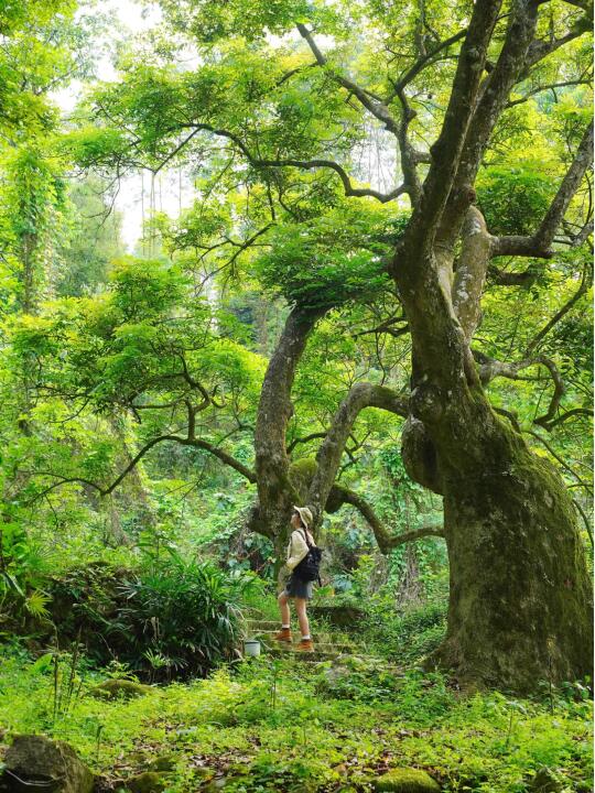 广州的初夏🌳就是一个巨大的绿色能量场！！