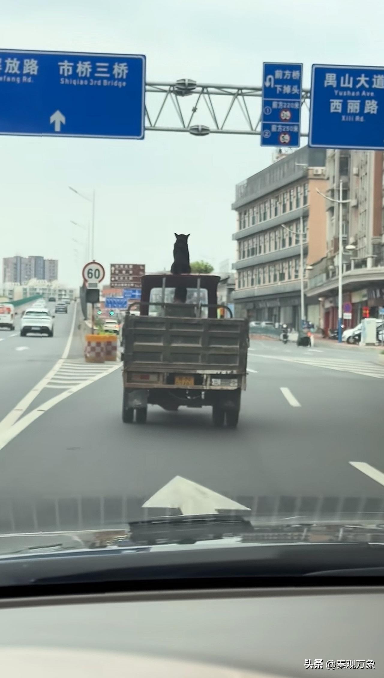 他一定很爱他的狗，把最好的位置留给它坐广东