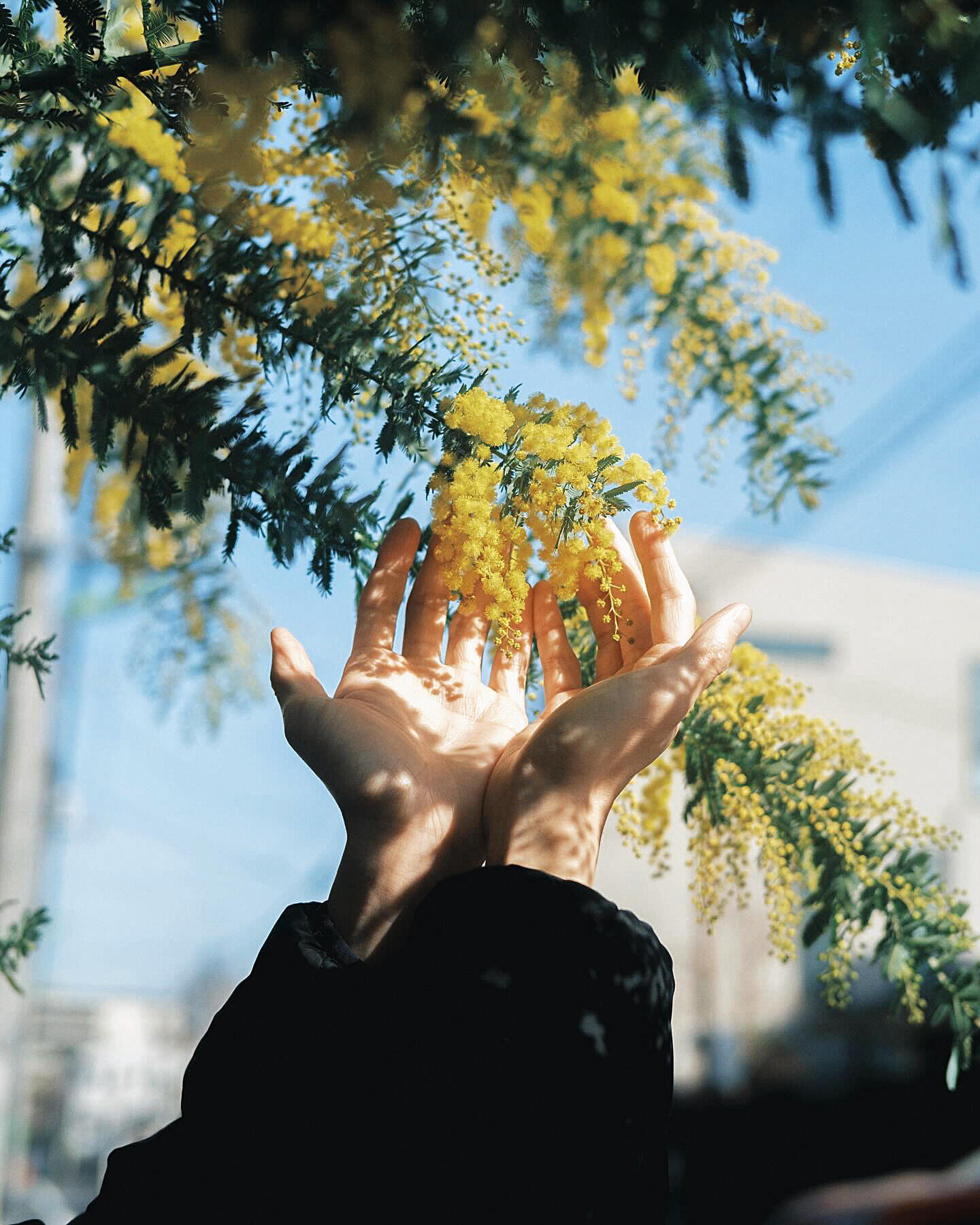 放下执念，即是成长。折磨你的从来不是任何人的情绪，而是你心存幻想的期待。世间万物