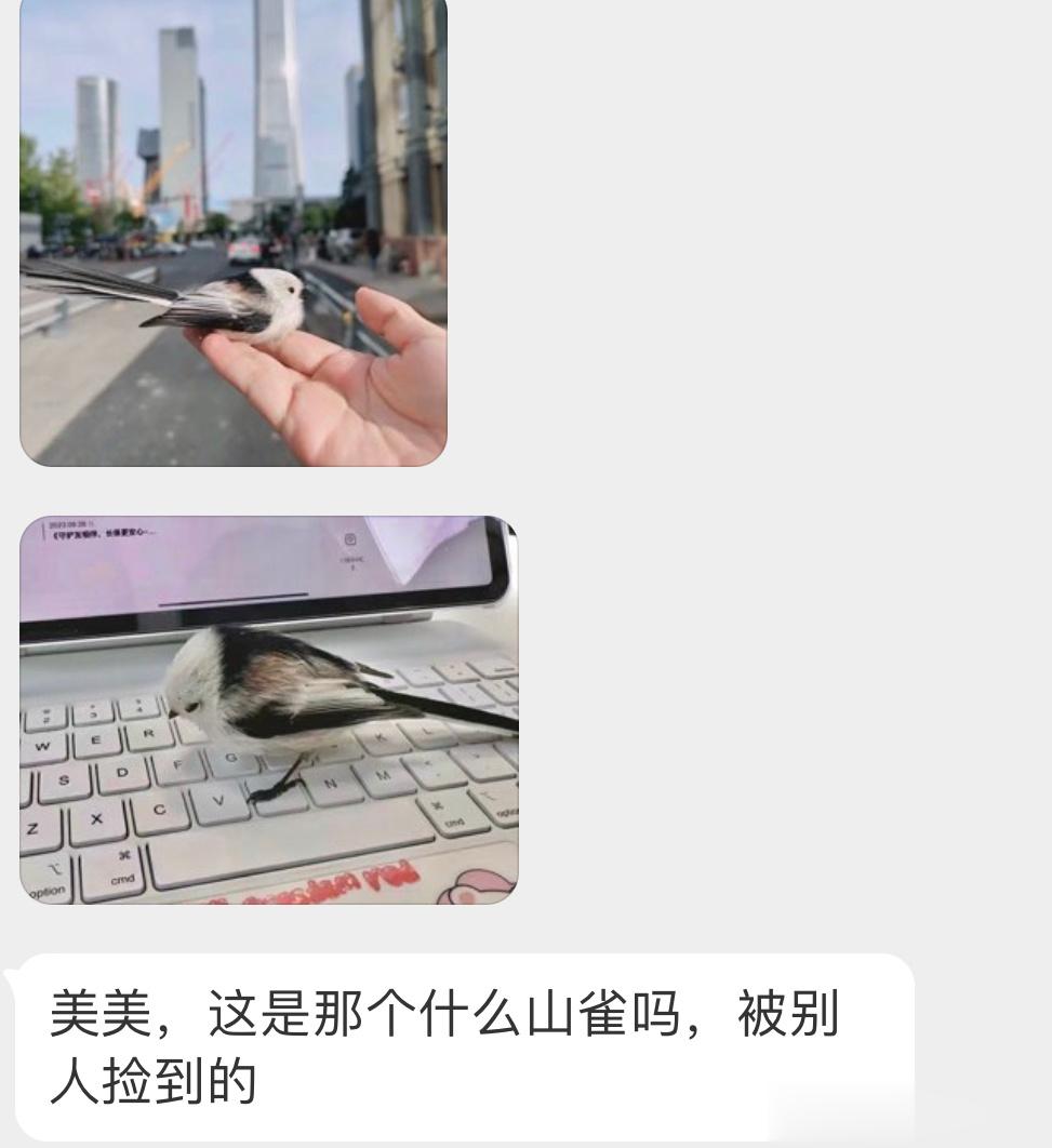 是一只【北长尾山雀】（别人啥都能捡到[跪了]可能撞到城市之间的玻璃了让它休息会先