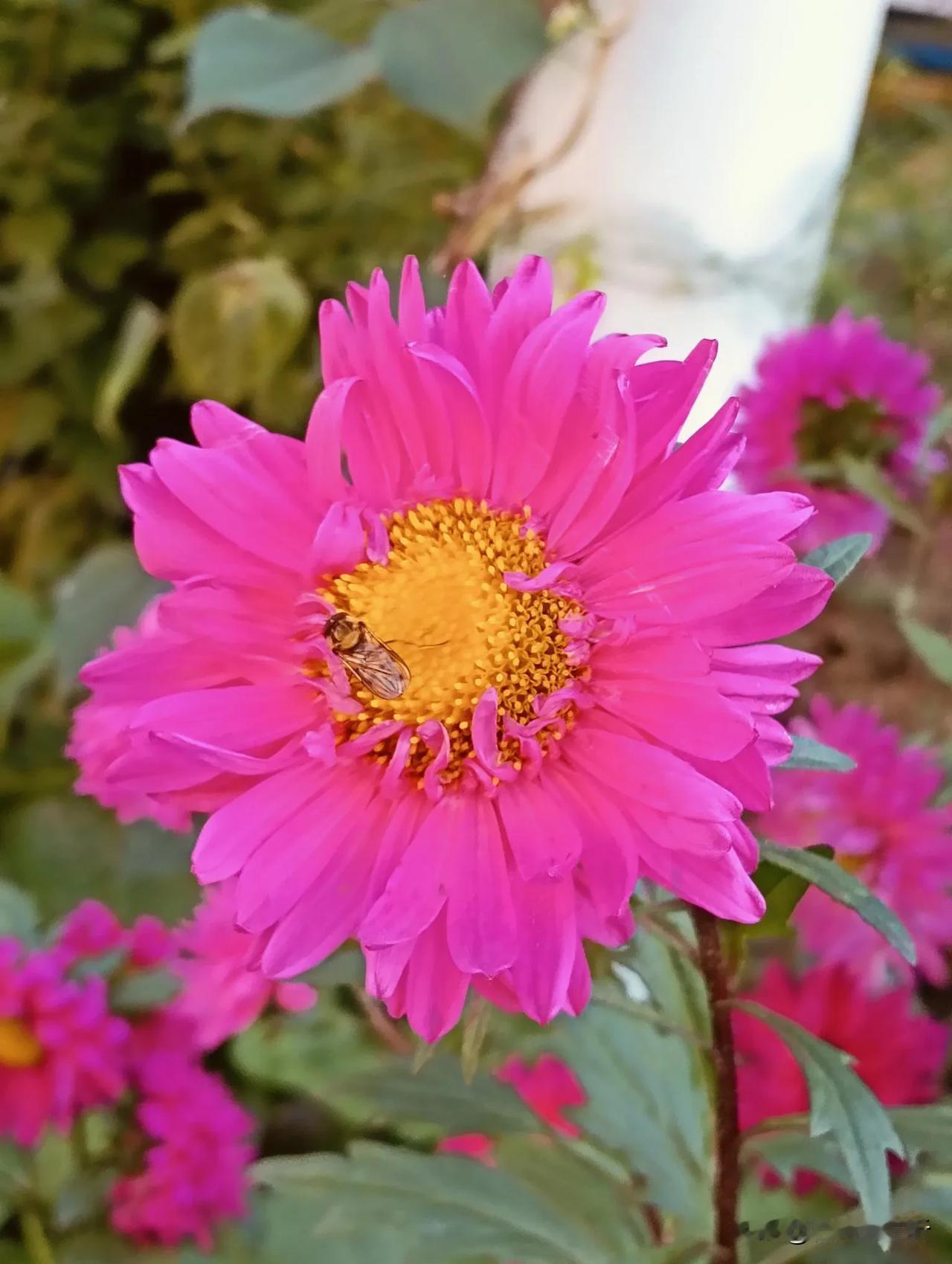 翠菊花正艳