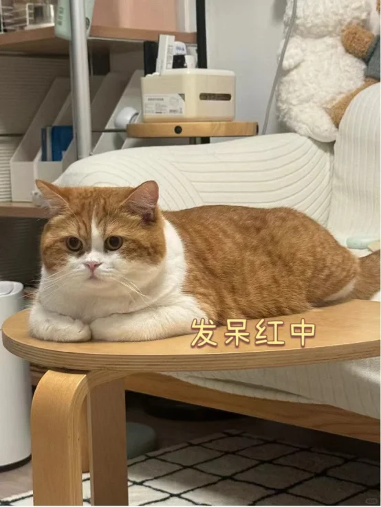 🀄️：小小猫三联 拿捏～