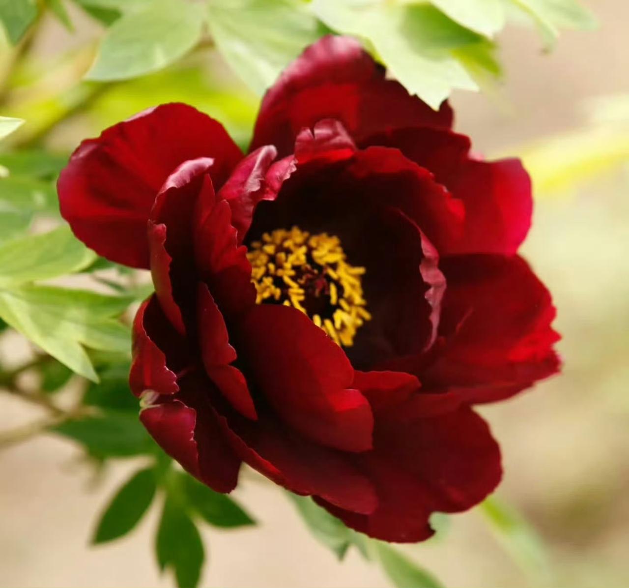 “  国色天香，上元圆满 … ” ​​​
传统文化 祝福