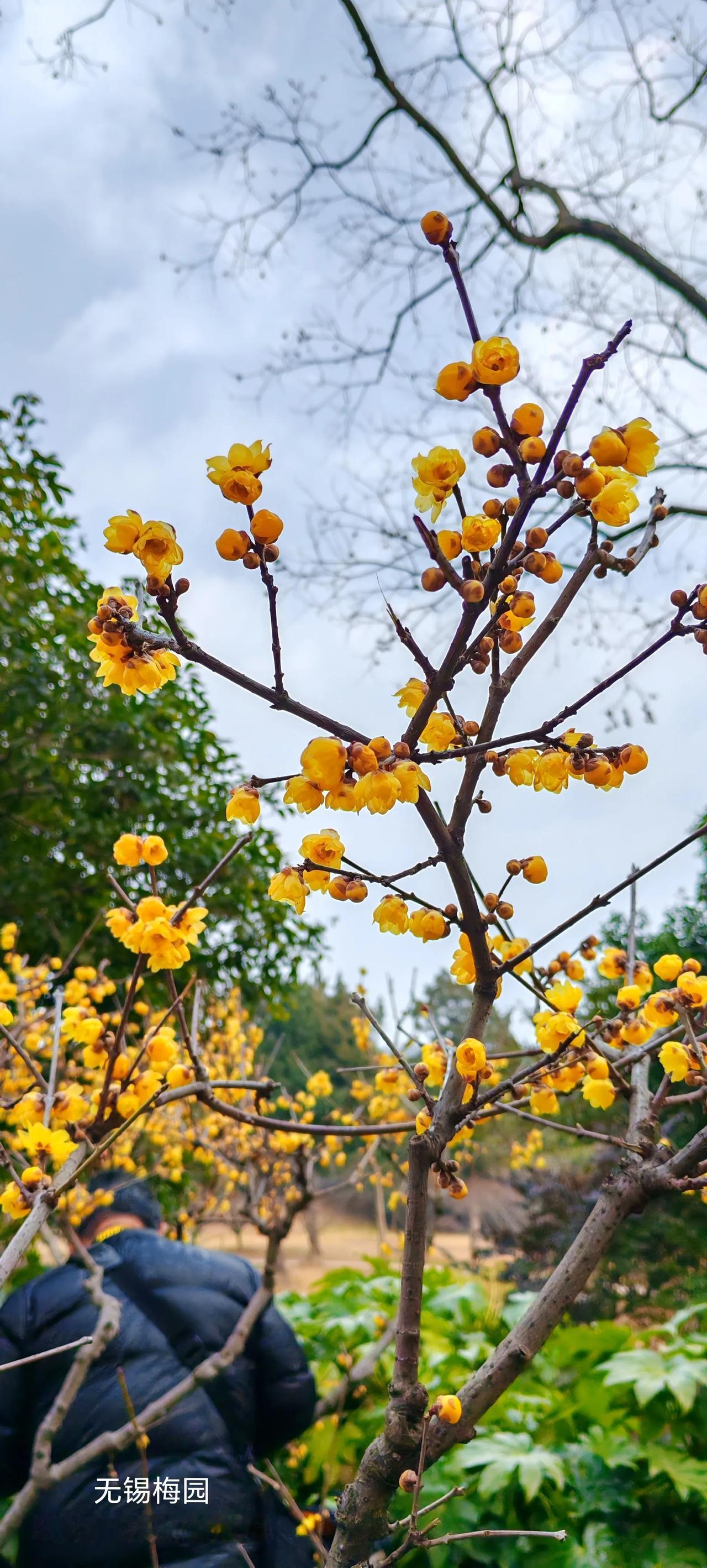 梅开时节，到无锡。
2月4日我来到了无锡梅园，一睹各色梅花的芳容，犹如漫步在仙境