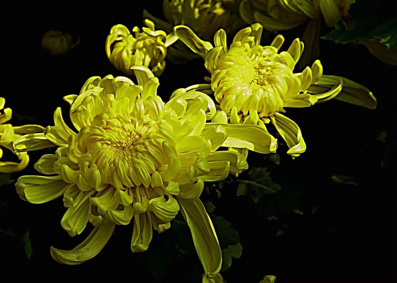 清秋赏菊，秋色无边
 
秋风送爽，
不知不觉迎来了一年中最为宜人的季节——秋天。
