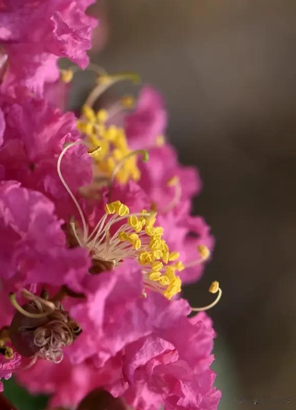 散步赏花随手拍，真的太治愈啦！就像7月9日平陆县杜马乡，乡村道路旁紫薇花沿路盛放