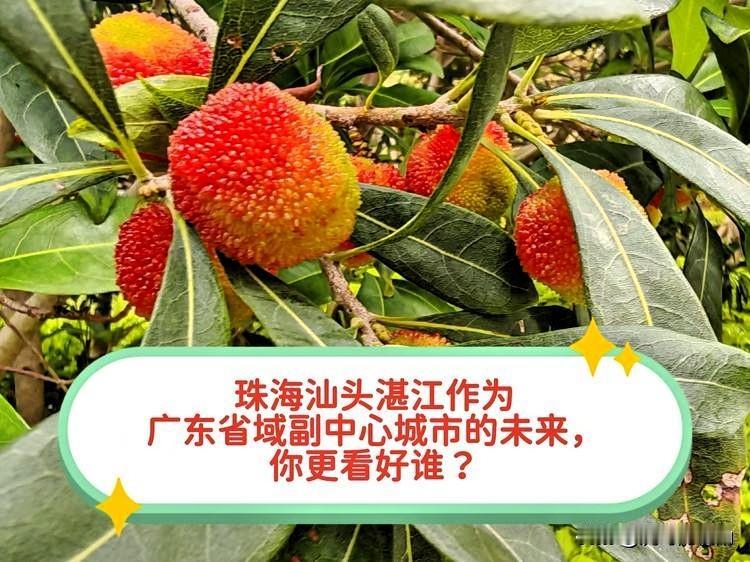 珠海、汕头、湛江，均被确定为广东省域副中心城市。大家不免会思考，谁更具发展前途，
