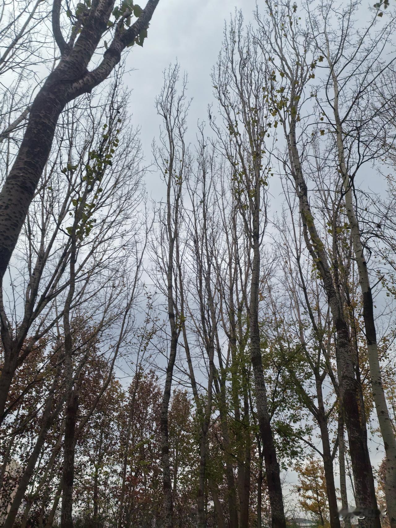 冬日生活打卡季 冬日河岸，树的叶子掉完了，只剩下光秃秃的枝条，像瘦骨嶙峋的手指指