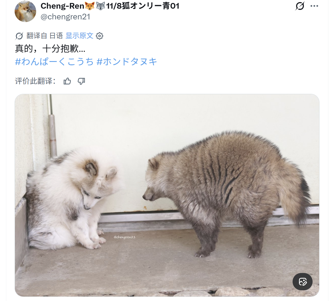 虾夷貉 古....古曼纳塞！(╥﹏╥)其实放大图片看，眼神儿还是七个不服八个不忿