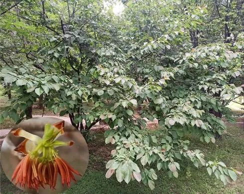 【一亿年“不进化” 它是怎么做到的？ 】领春木科的起源可追溯至约一亿年前的早白垩