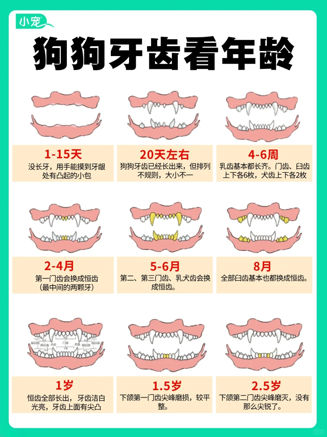 狗狗牙齿看年龄！ 你家狗狗几岁了？