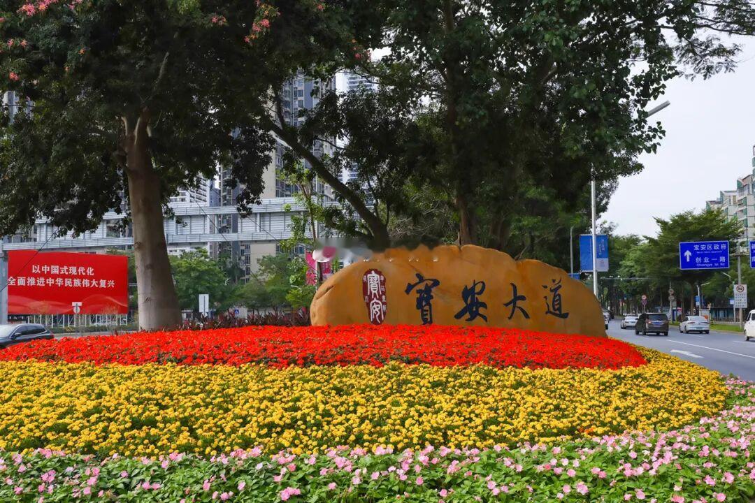深圳降温了，宝安街头依旧繁花绚烂~ 