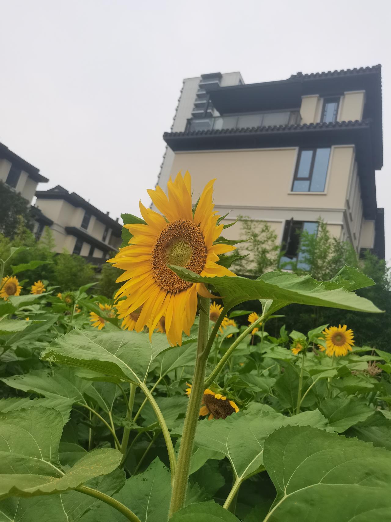 今天晚上八点左右，我正在陪娃吃肯德基，手机突然响了。瞥了一眼桌上的华为手机，屏幕
