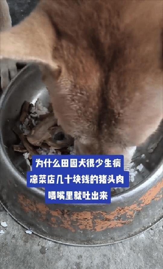你绝对想不到，街头的卤肉居然被聪明狗狗嫌弃了。大家都知道，田园犬对食物可是毫不挑