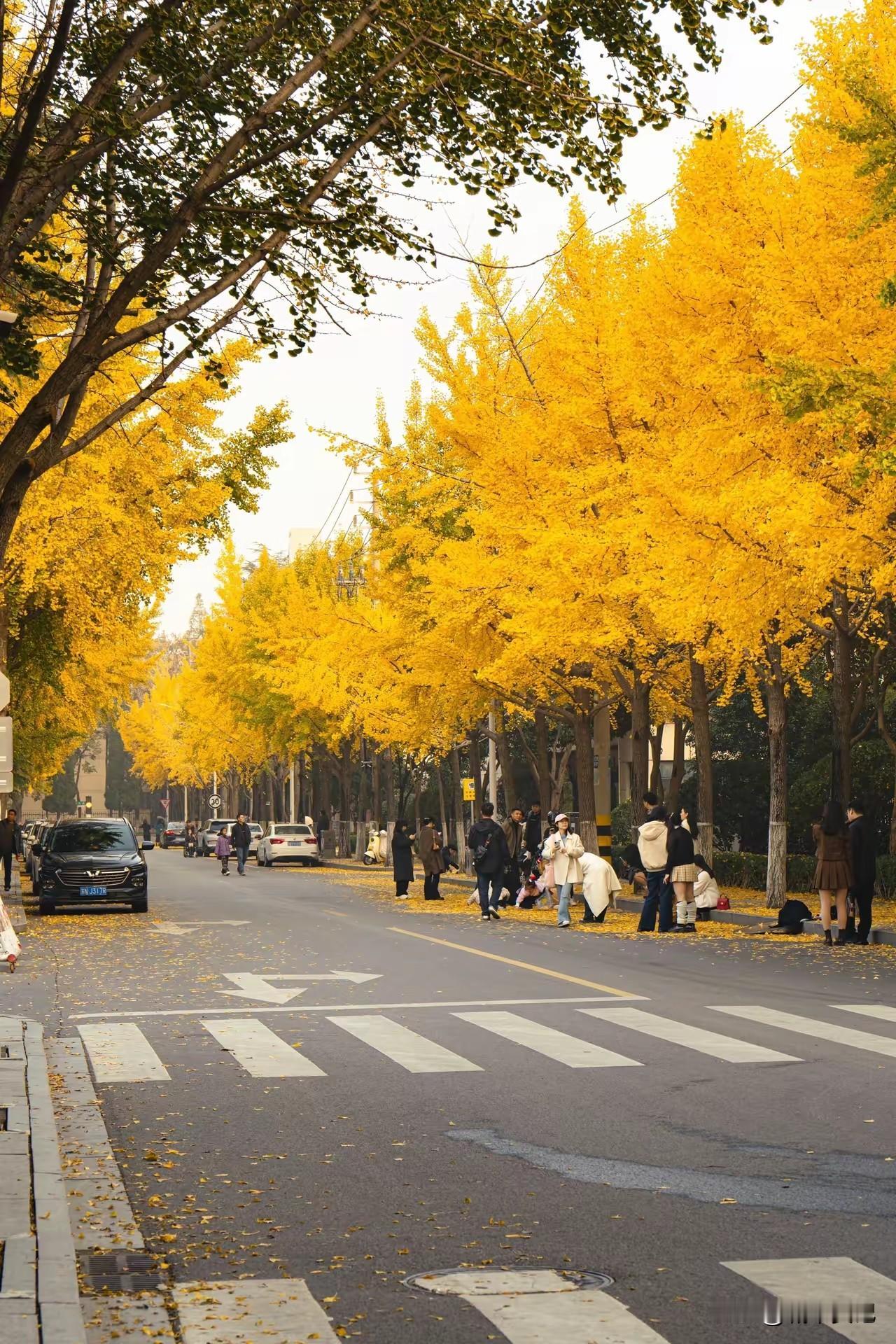 晒图笔记大赛宿迁最美的大道，银杏树都黄了。