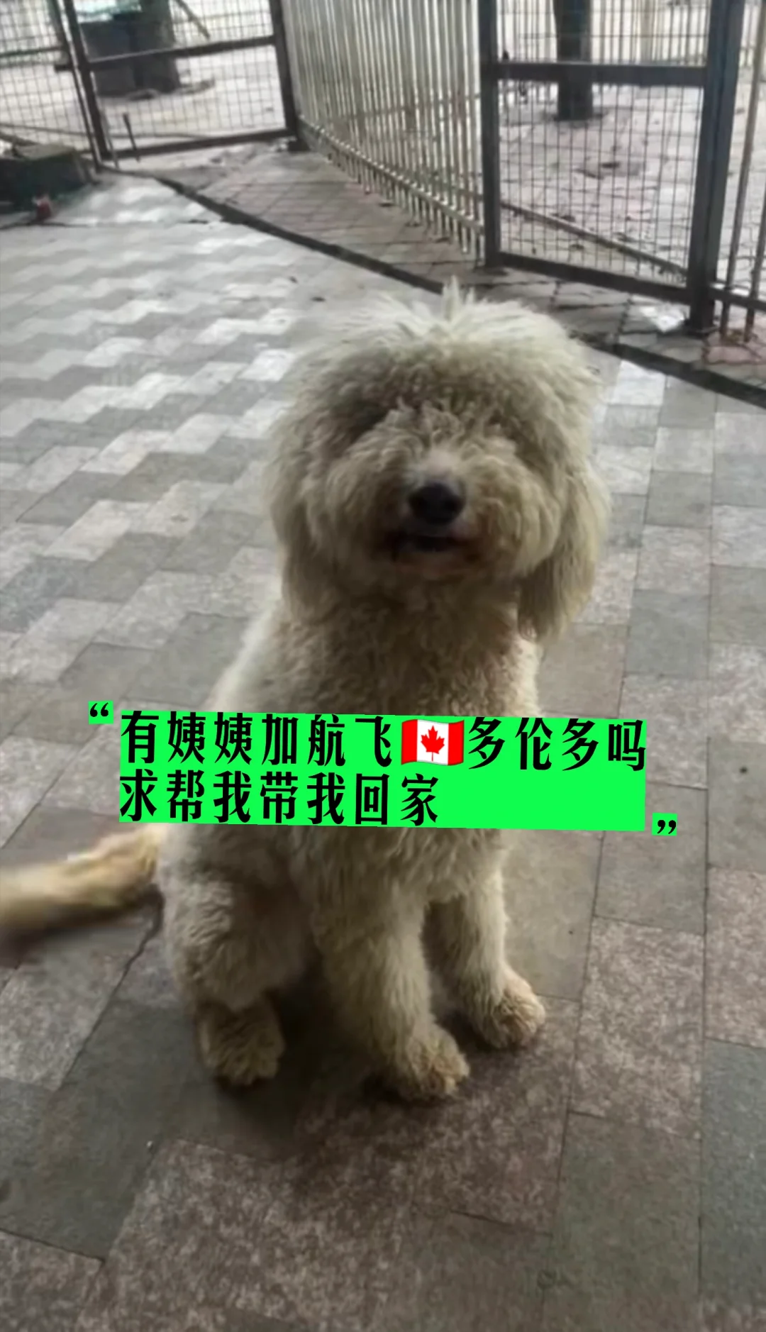孩子缺一张回家🇨🇦的机票
