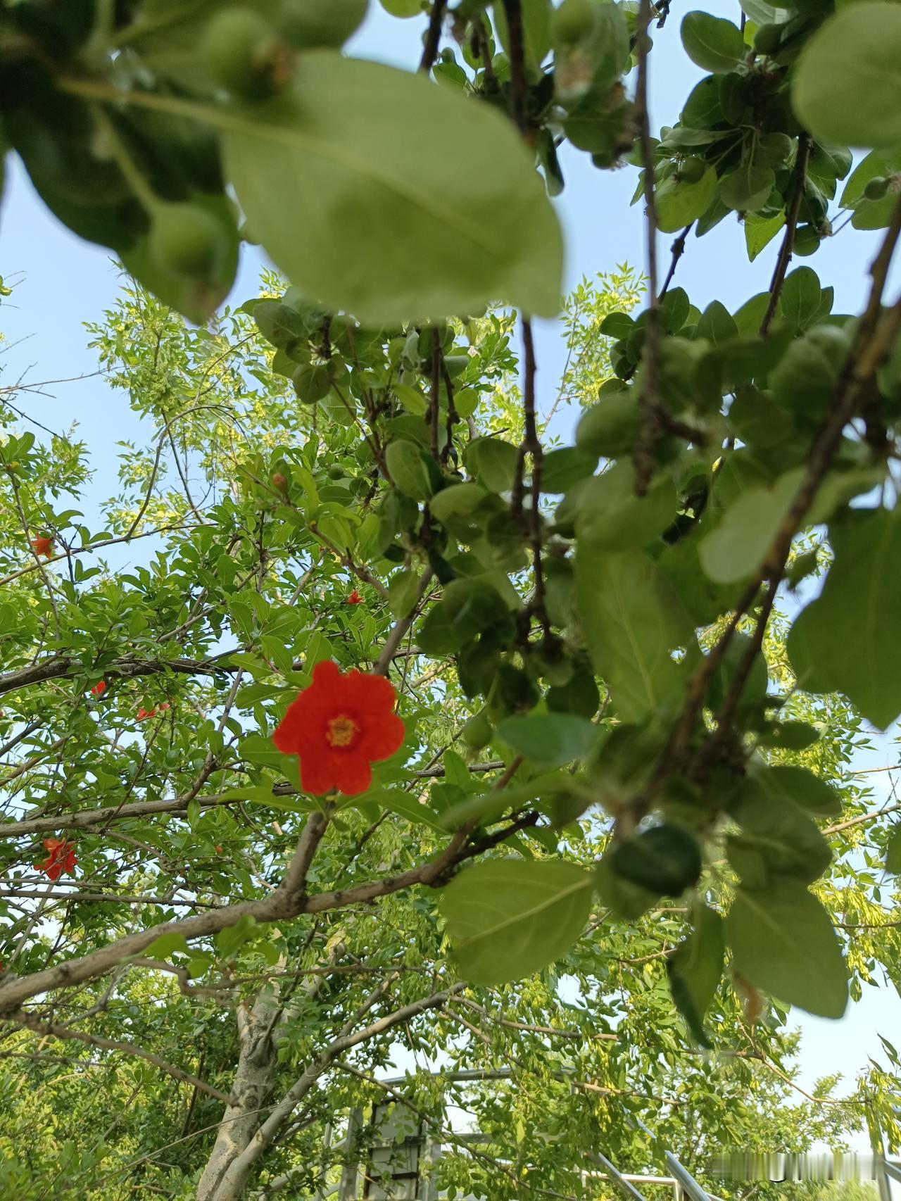 七言绝句·早夏
鹧鸪啼远麦青平，
俏影榴花月季盈。
杨柳新阴无落絮，
枣香未至夏