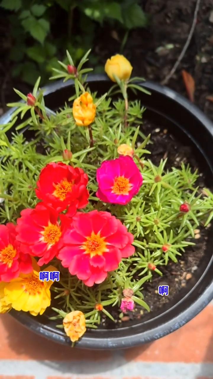 离开。
作词：蓝光。
行囊装不下故乡的月光，列车呼啸而过，游子惆怅。手机相册里父