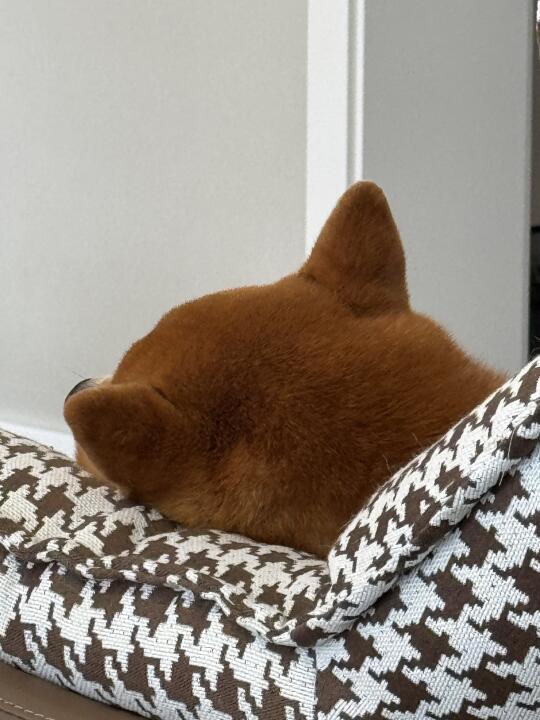 一颗猕猴桃🥝呱呱坠地