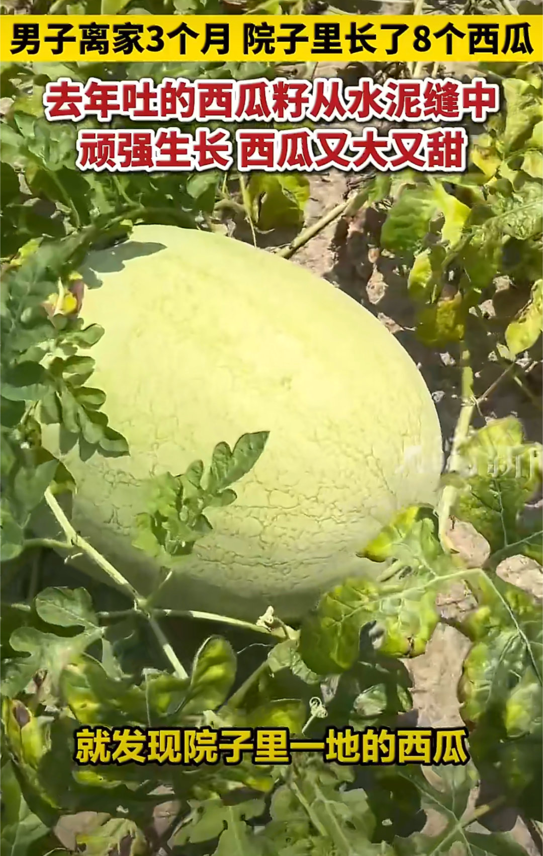 男子离家前吐西瓜籽回来时满院西瓜 还能这样子的？我吃西瓜有籽都是直接吞下去的，是
