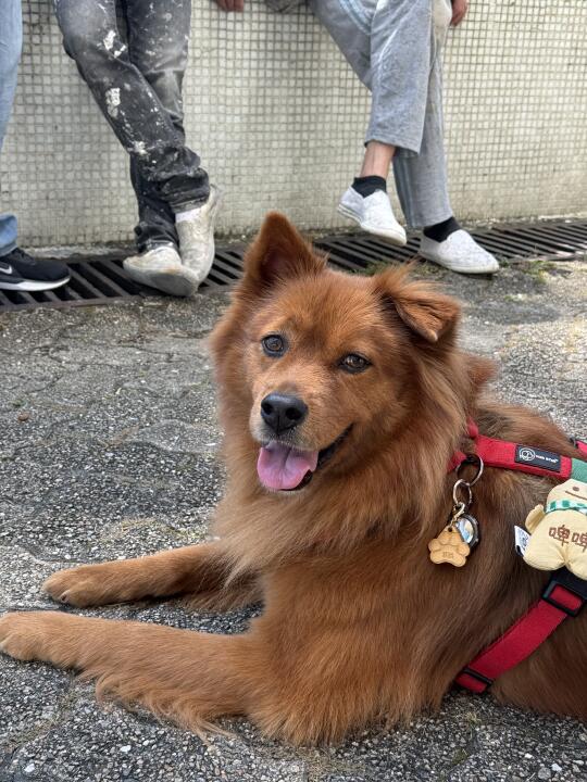 HK靓狗出街🐶