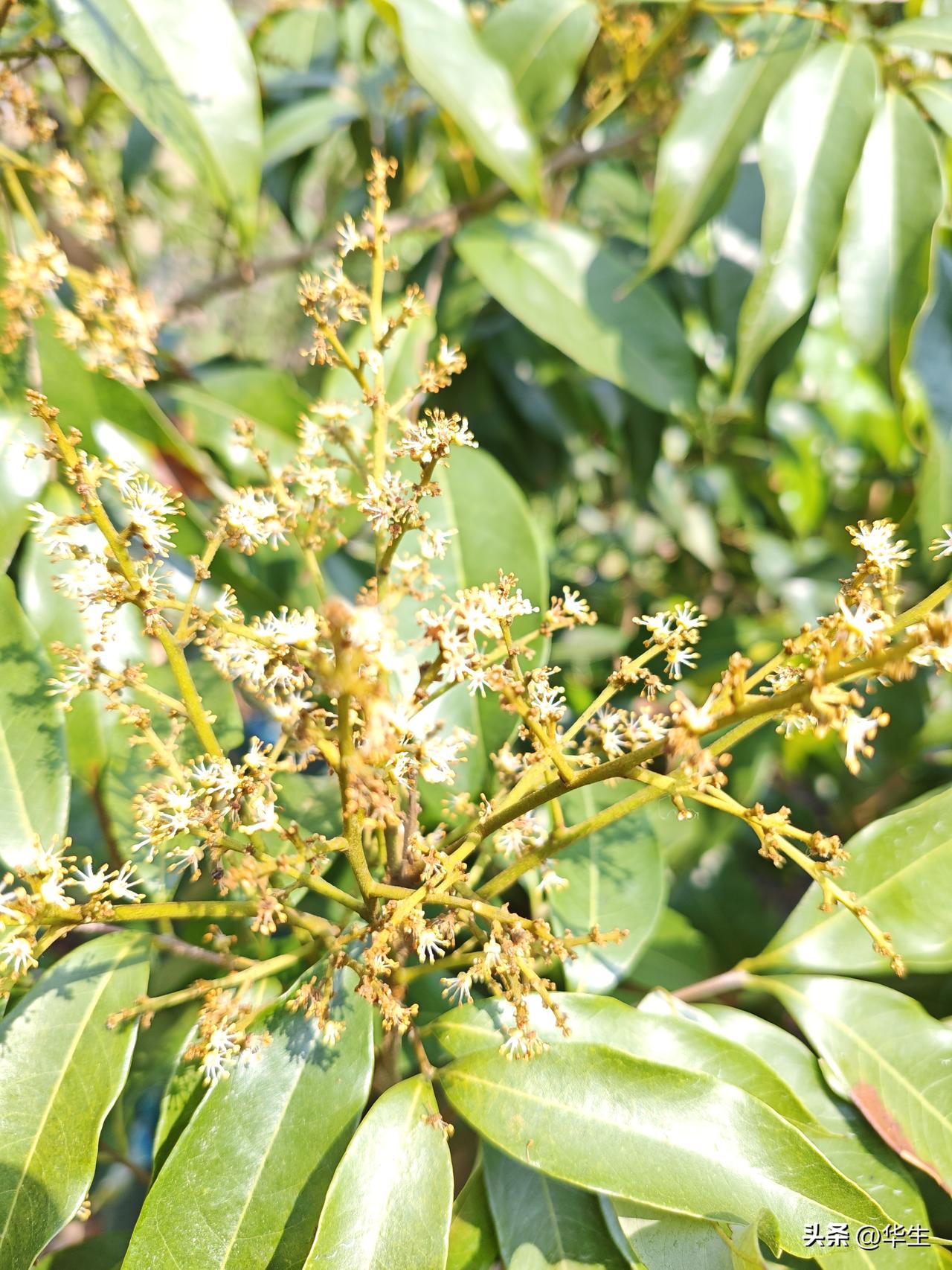 荔枝幼果脱落、不开花，系药物残留叠加所致！
 
近期，多地荔枝产区普遍出现幼果刚