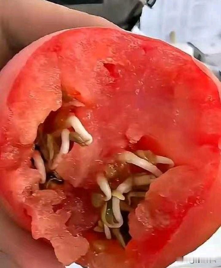 从楼下菜市场一位老爷子那里买了2斤西红柿。做午饭的时候，准备做一个小孙子爱吃的西