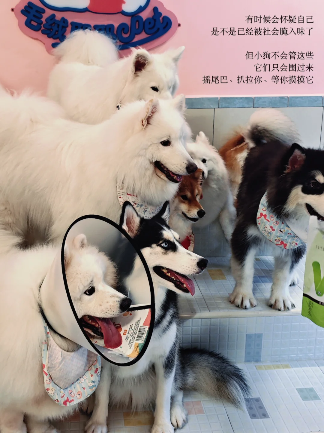 广州）今天世界很烂，但小猫小狗很好