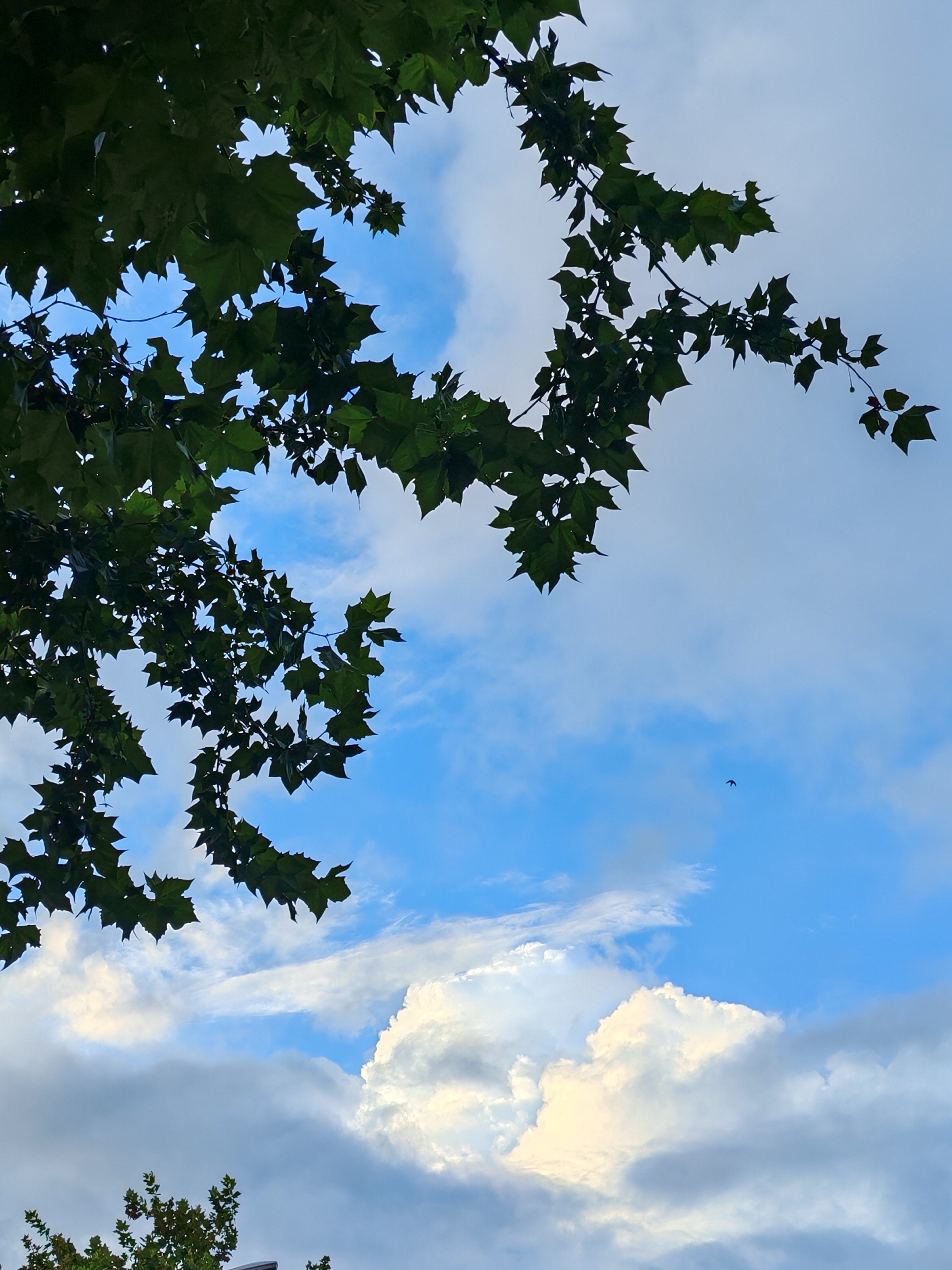 天空傍晚周五记录生活