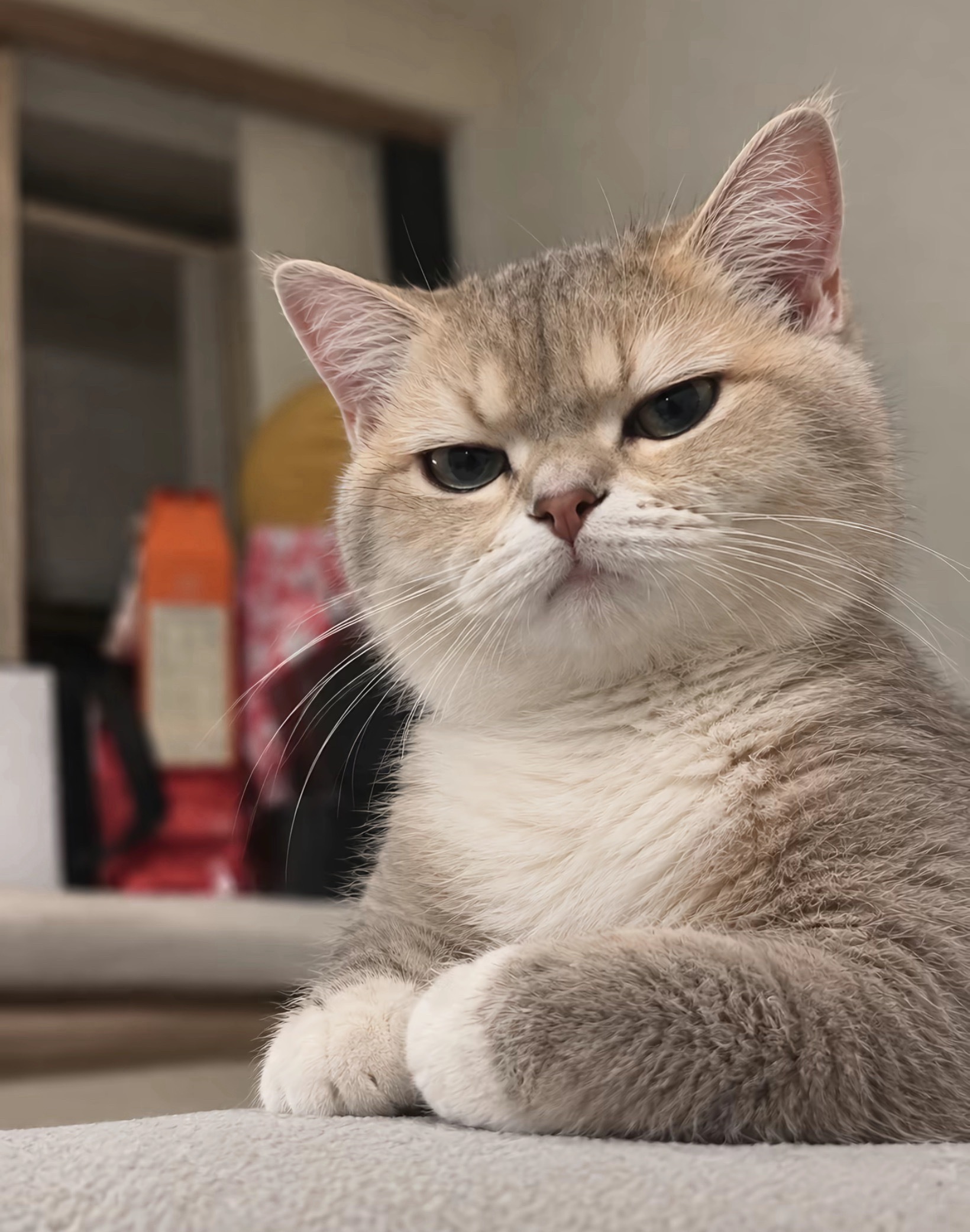 猫咪：找我什么事😾 ​​​