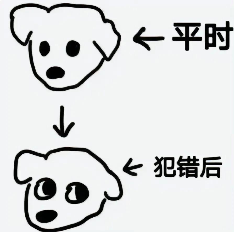 狗狗犯错后表情真的很明显。 ​​​