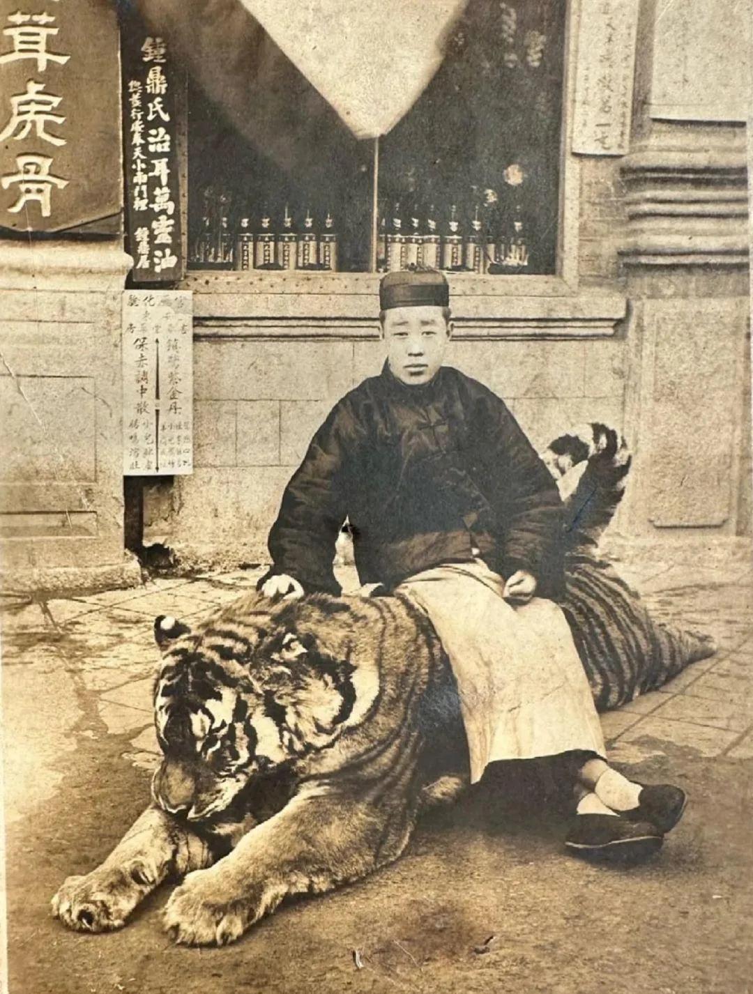 清末的照片中，药铺门前横卧着壮硕的东北虎。这头雄虎体型惊人，正被当作珍贵药材收购