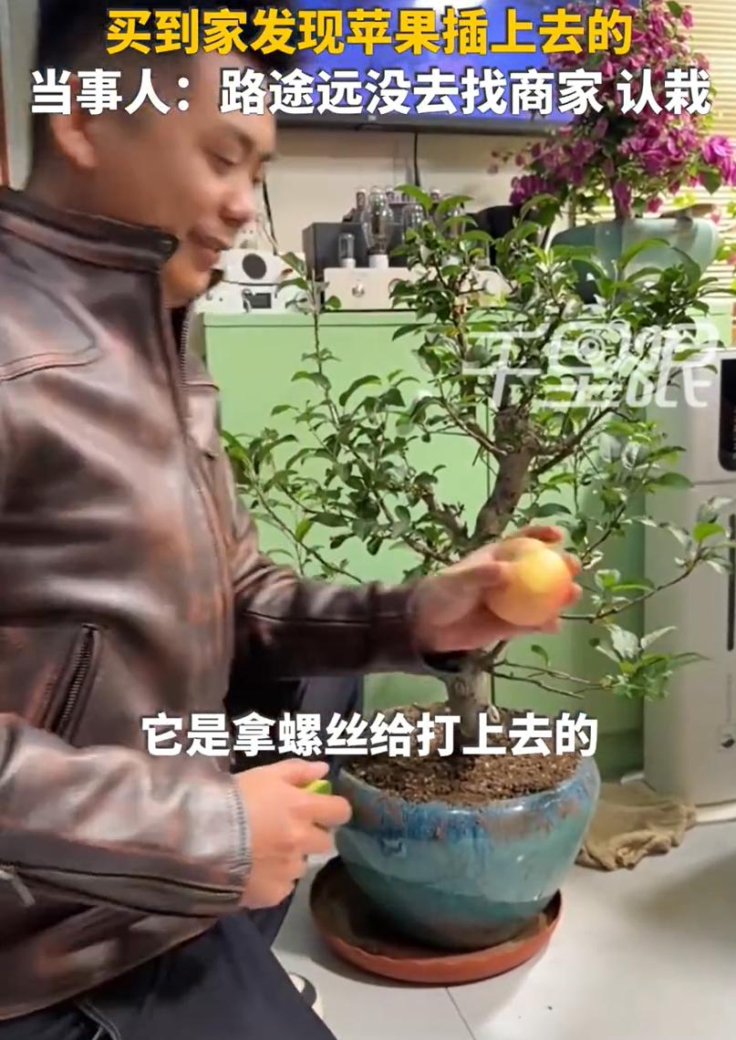 很多人喜欢盆栽，尤其喜欢结有果实的盆栽，看着绿树红果，十分喜庆！
前不久，天津的